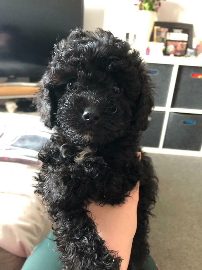 black cavapoo